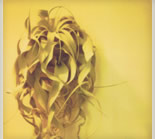 アトリエ・プラーナ